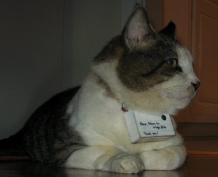 Catcam.jpg