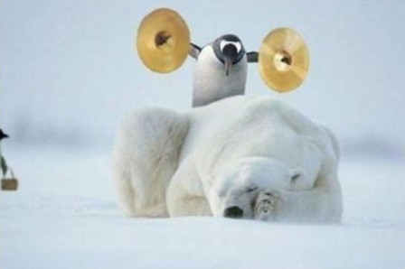Pingouin.jpg