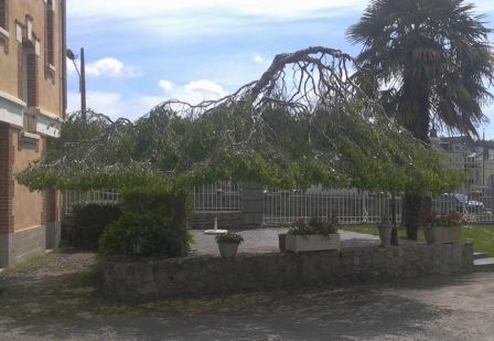 arbre_inverse.jpg