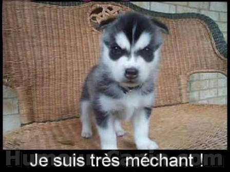 chien-mechant.jpg