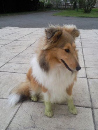 darcia_verte.jpg