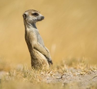 suricate.jpg