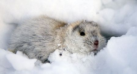 white_lemming.jpg