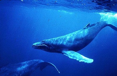baleine-a-bosse.jpg