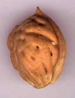brugnon-noyau.jpg