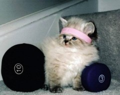 80s_workout_cat.jpg