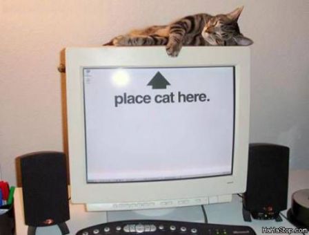Cat_Here.jpg