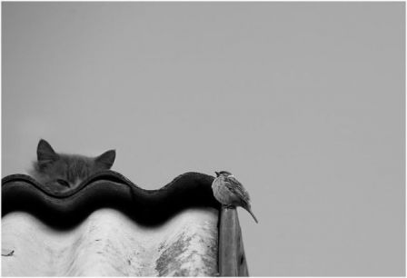 cat_bird.jpg