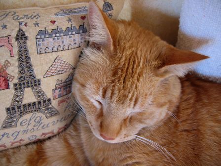 cat_paris.jpg