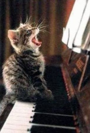 cat_piano.jpg
