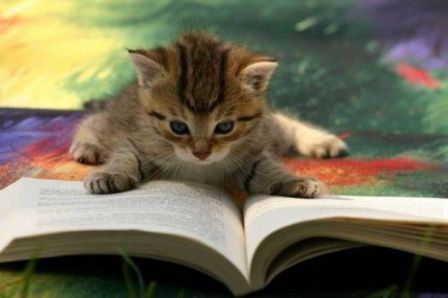 catreadingbook.jpg