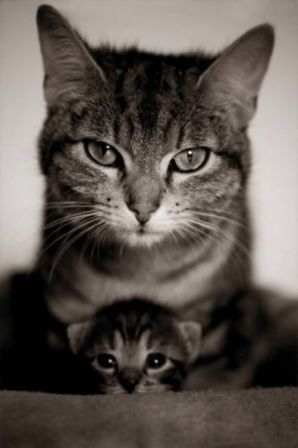 chat_protecteur.jpg
