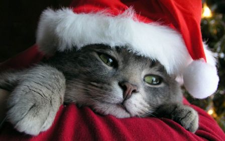 christmas-cat.jpg