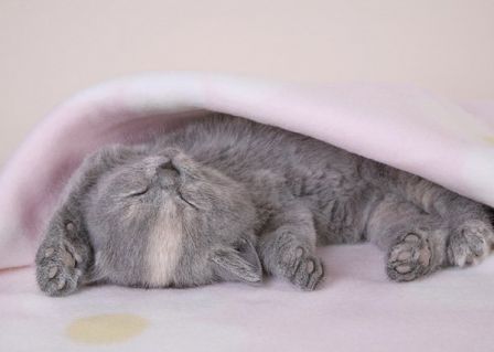 cute_kitten.jpg