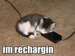funnyt-lolcat-recharging.jpg
