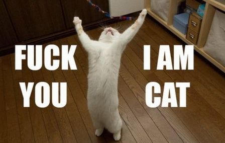 iamcat.jpg