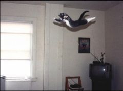 jumping_cat.jpg