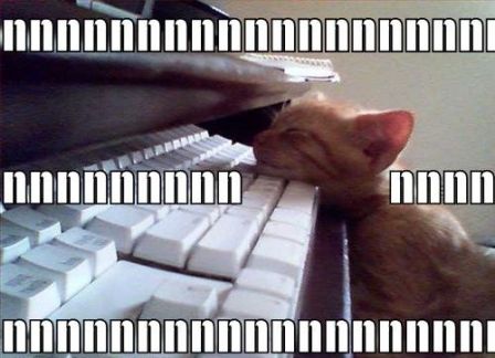 kitten-falls-asleep-on-keyboard.jpg