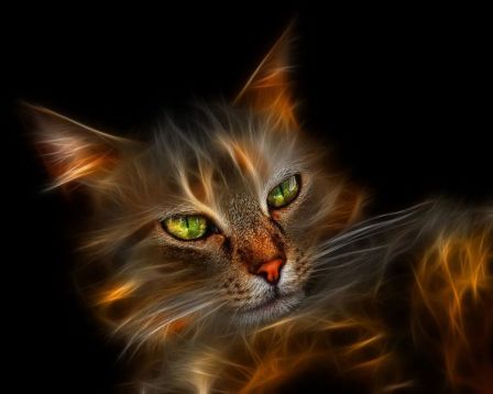 matrix_cat2.jpg