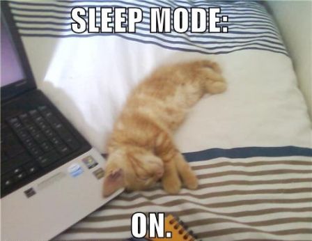 sleep_cat.jpg