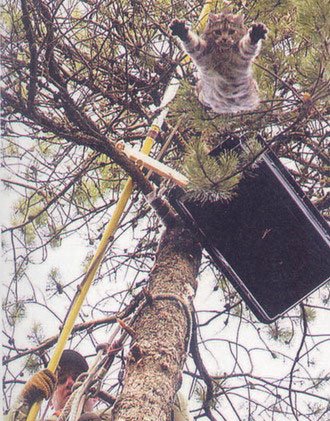 treerescuecat.jpg