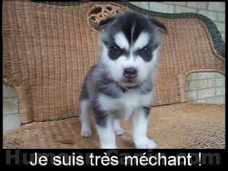 chien-mechant.jpg