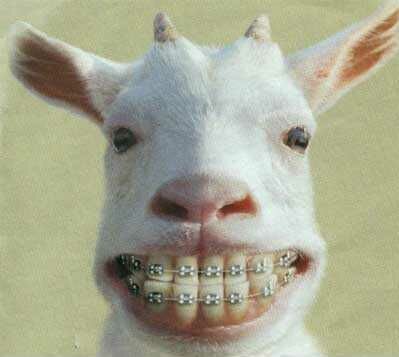 humouranimal0723jw.jpg