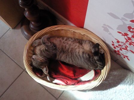 loki20092.jpg