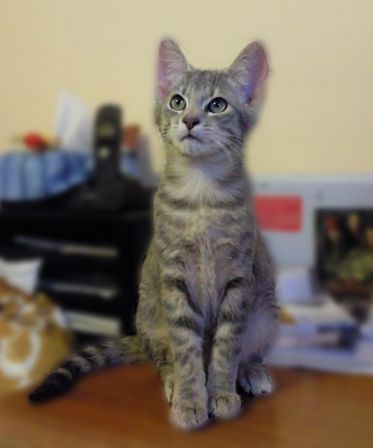 loki_06.jpg
