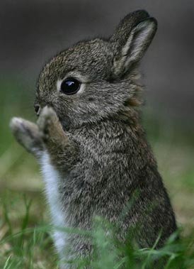 mignon.jpg
