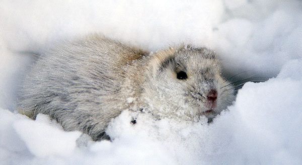 white_lemming.jpg